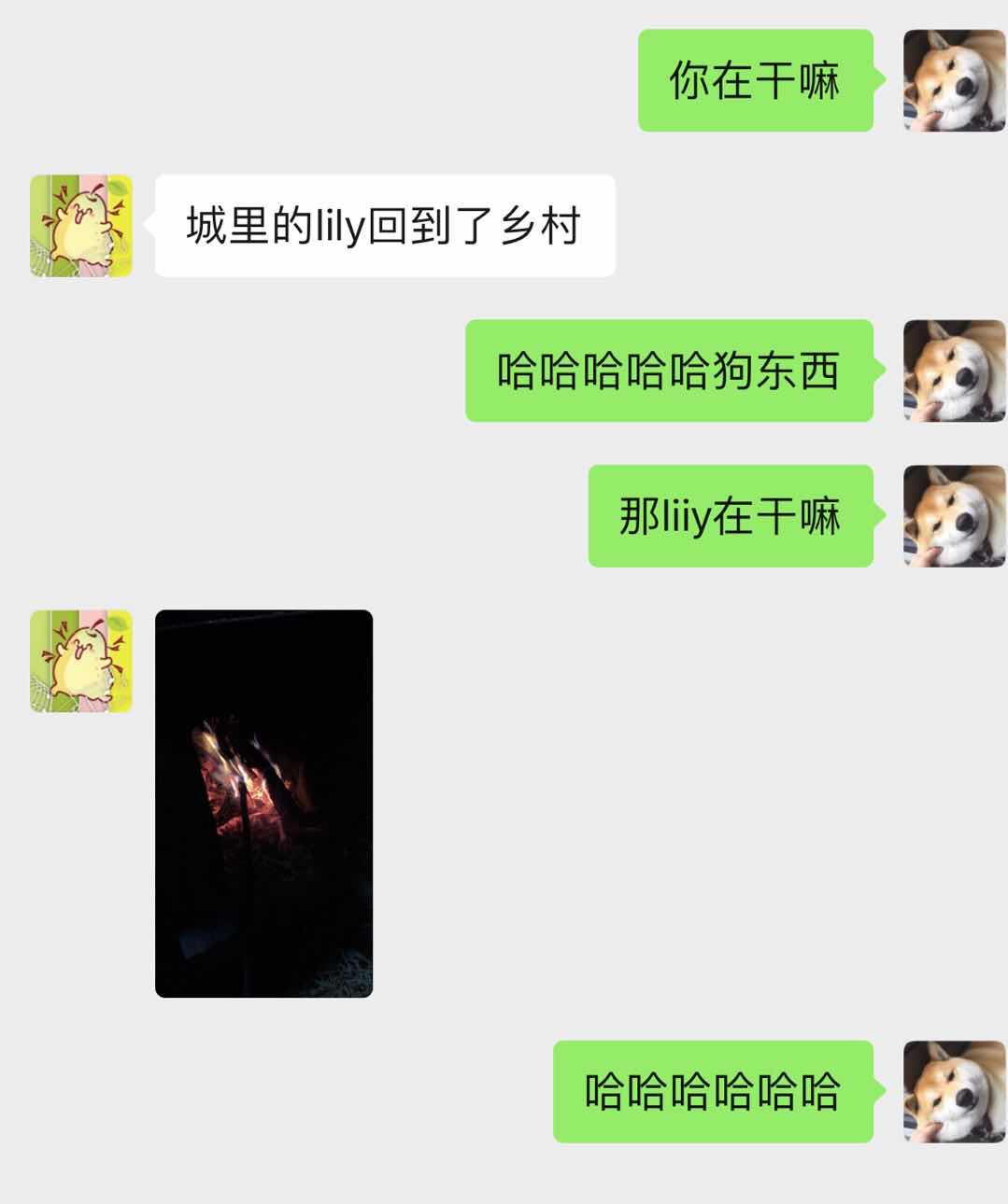 lily